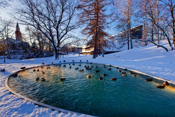 Le anatre nuotano nello stagno invernale del Parco cittadino