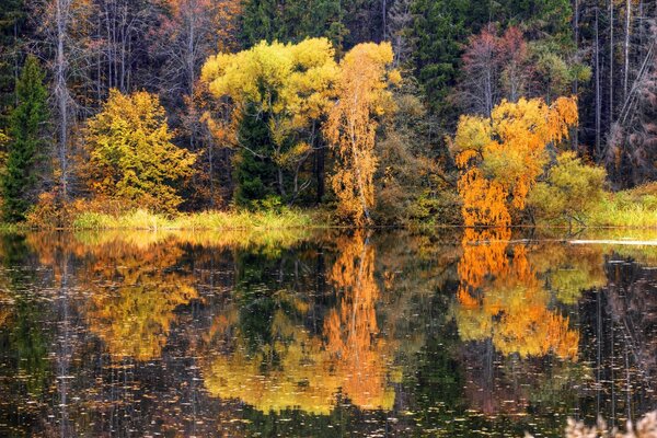 Forêt d automne se reflète dans l eau