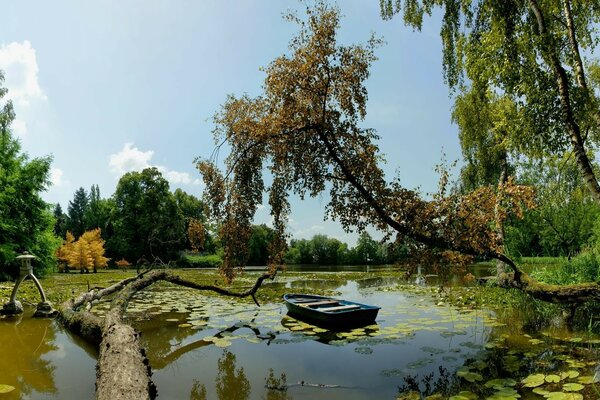 Заброшенная лодка в пруду у дерева