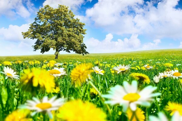 Arbre solitaire dans un champ de camomille