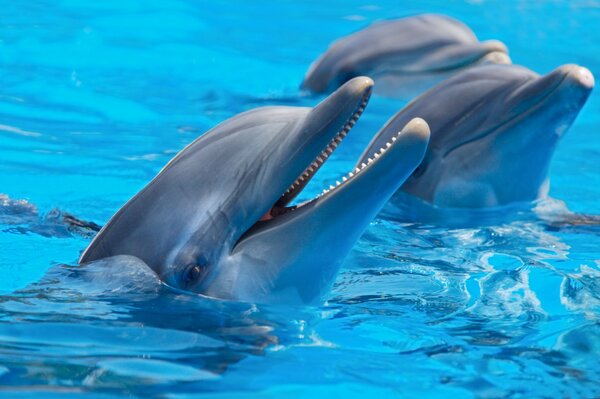 Trois dauphins furtivement hors de l eau