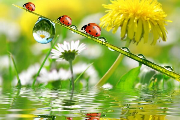 Three ladybugs on a background of dandelion and daisies