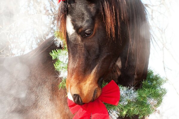 Fetesi Pferd mit Adventskranz