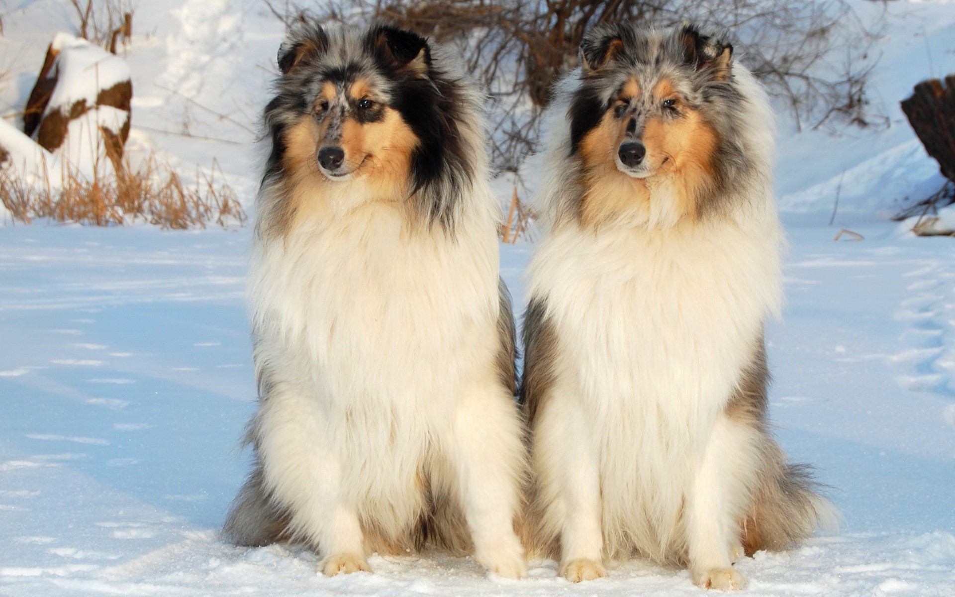 chien mammifère chien animal neige portrait hiver animal de compagnie cynologue