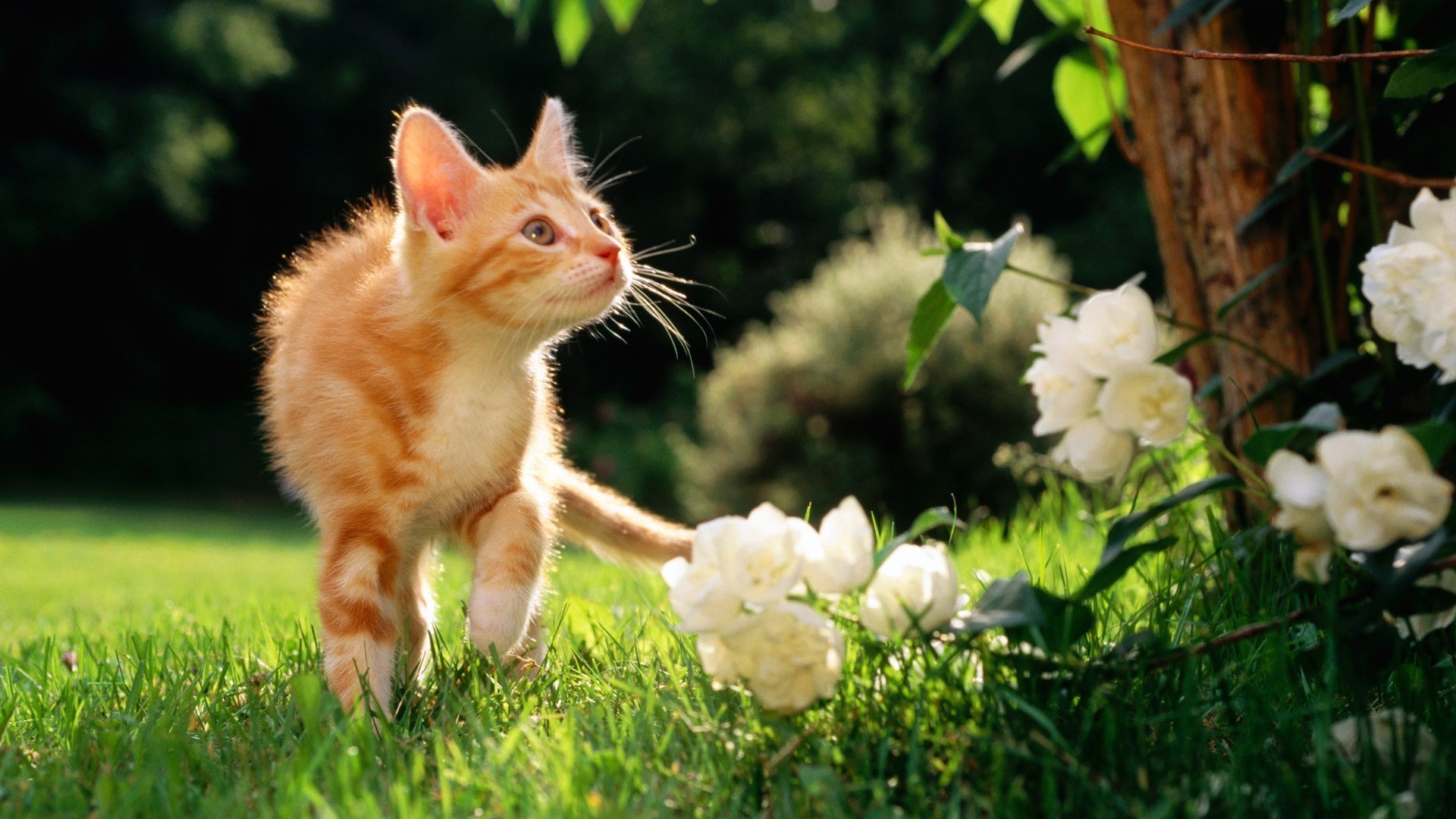 chats nature mignon mammifère herbe animal chat animal de compagnie portrait peu fourrure jeune à l extérieur oeil