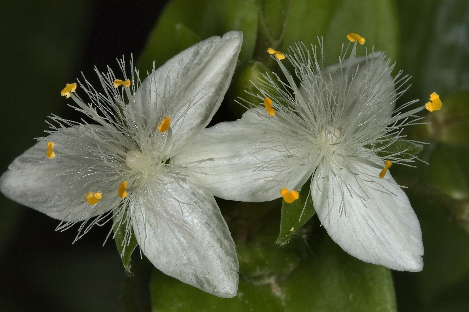 çiçekler doğa çiçek flora açık havada yaprak yakın çekim çiçek açan yaz vahşi