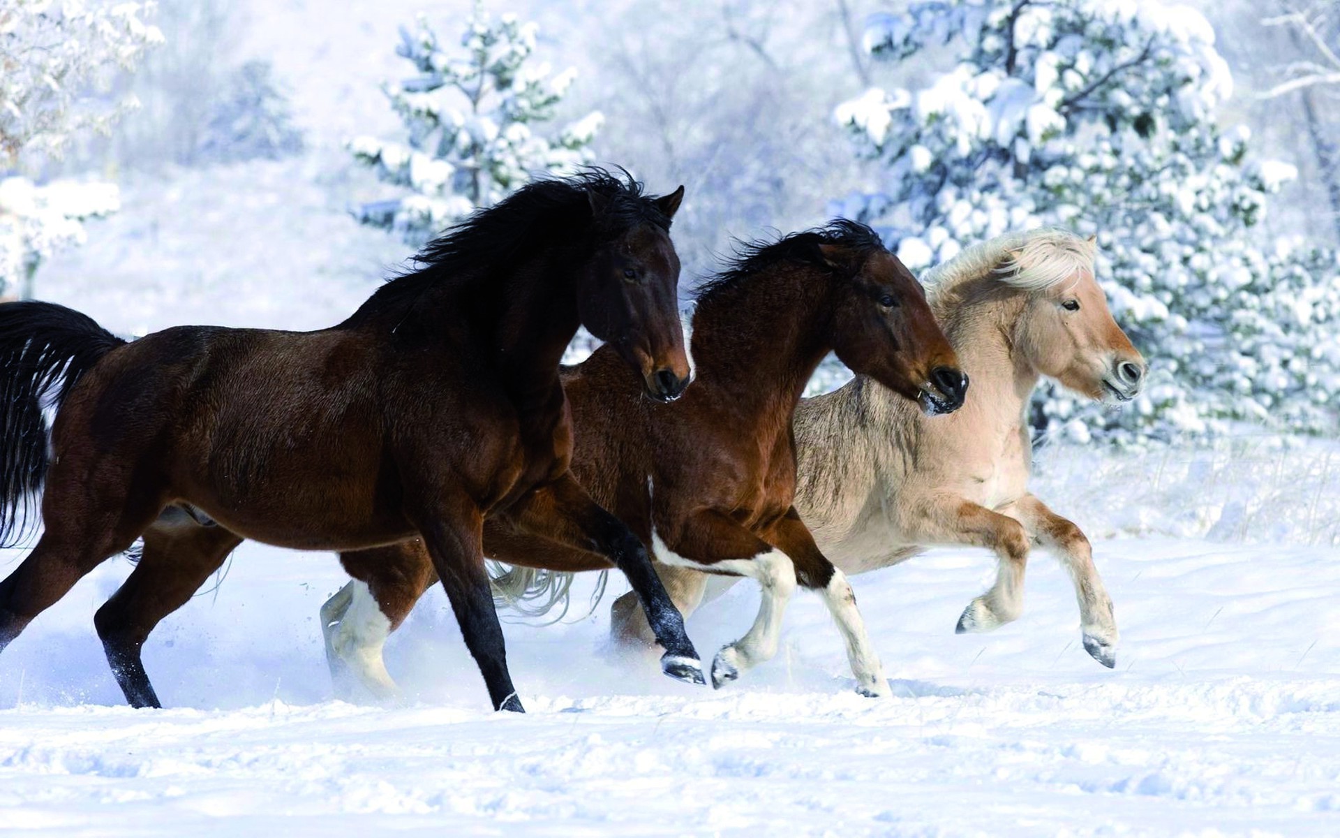 caballos caballo mamífero caballería ecuestre cría de caballos semental animal mane mare invierno acción pura sangre skoco nieve pony granja rápido sentado correr