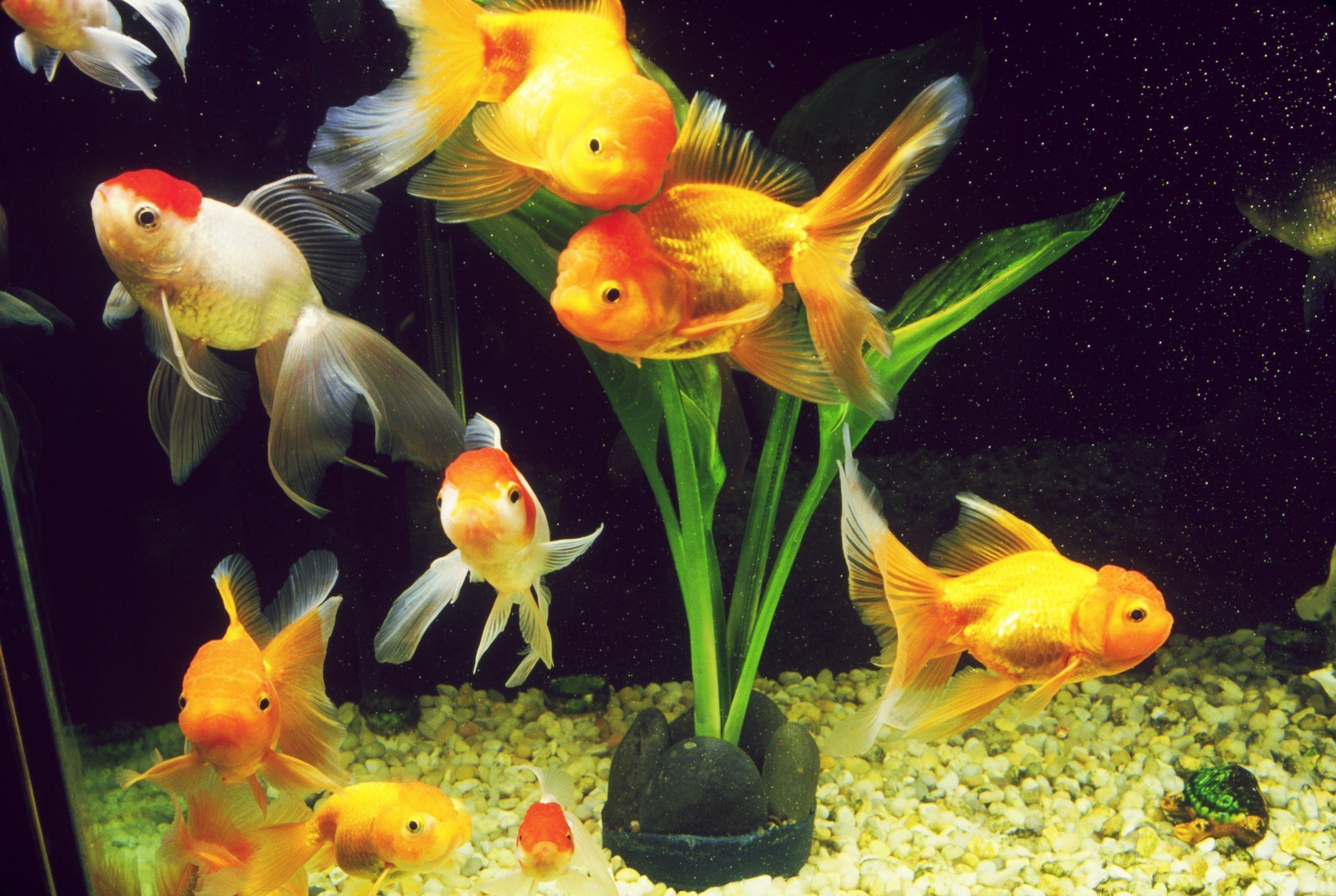 goldfish aquarium secor