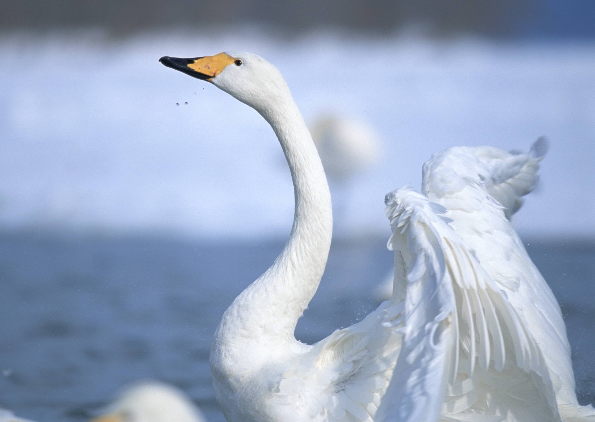 animals bird swan nature wildlife water feather winter outdoors waterfowl animal goose duck lake snow poultry