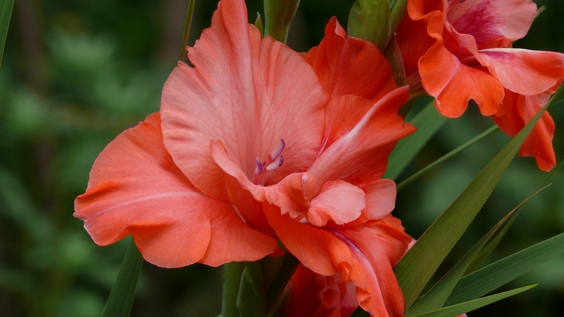 zbliżenie kwiat natura flora ogród liść bluming lato płatek kwiatowy kolor jasny piękny bukiet wzrost sezon zbliżenie tropikalny tulipan na zewnątrz