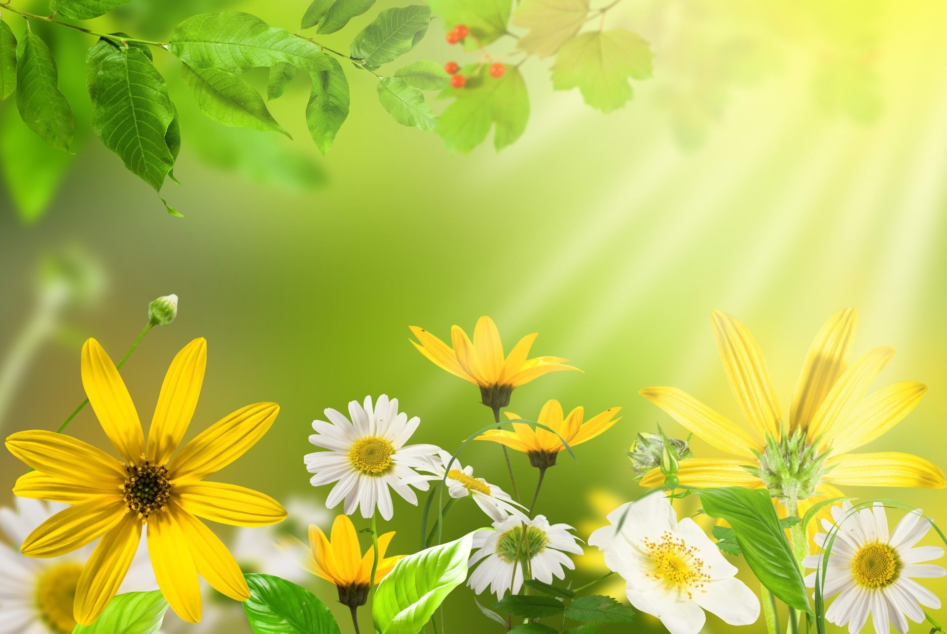 wildflowers nature summer leaf growth flower flora fair weather bright sun garden grass floral