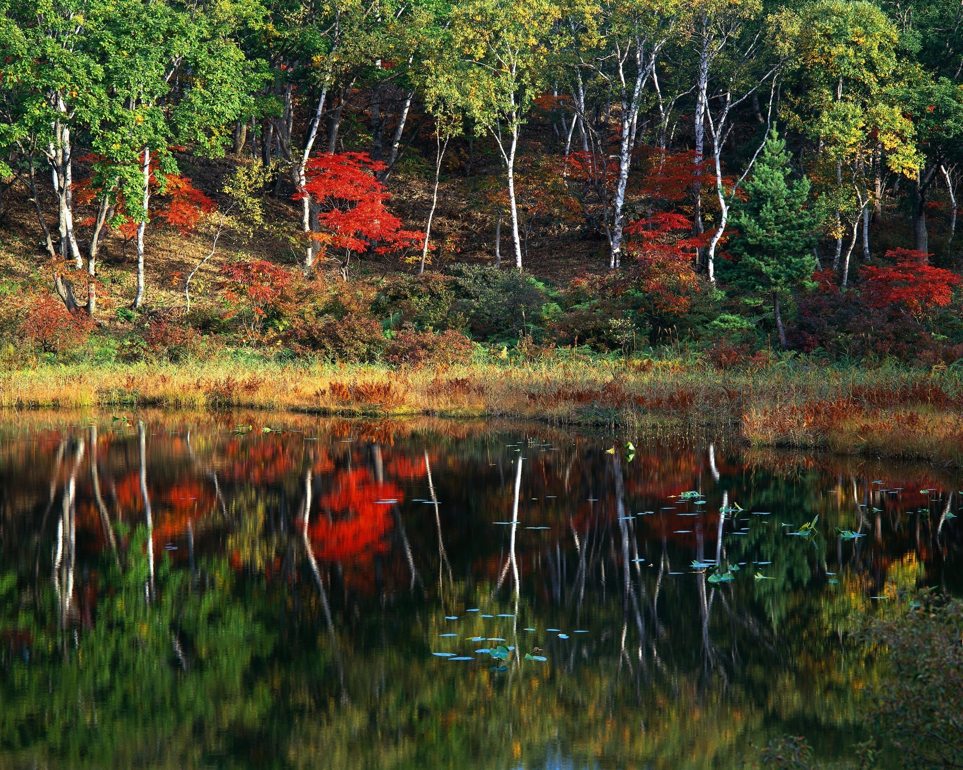 lago otoño madera naturaleza agua árbol hoja paisaje río al aire libre medio ambiente reflexión color viajes