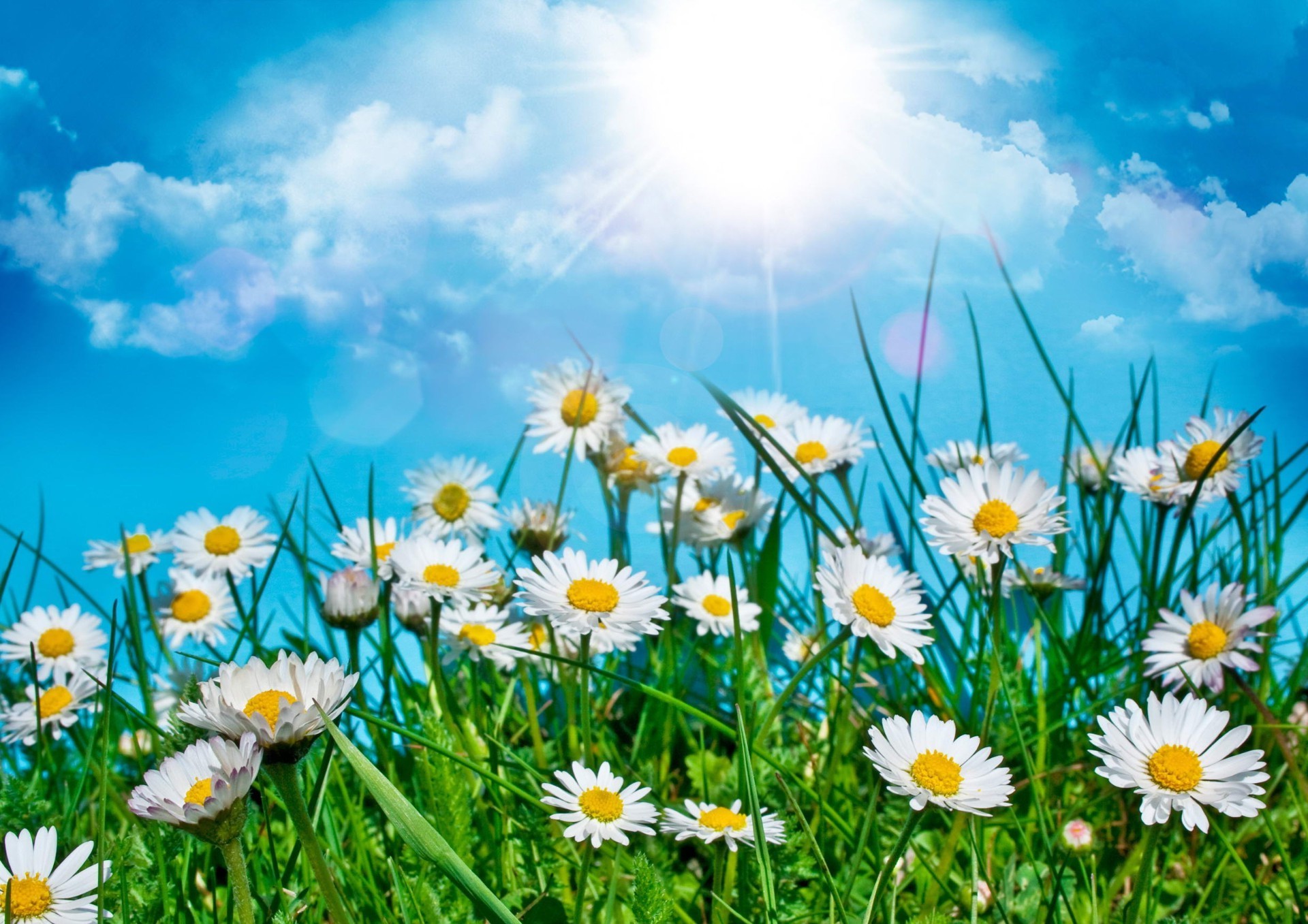 Field Of Daisies Wallpapers White Daisy Flower Background Background
