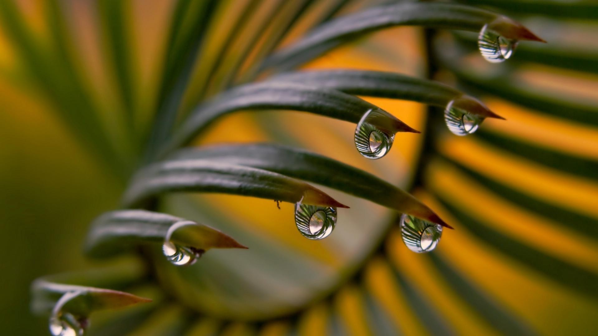 droplets and water rain drop dew nature water leaf flora droplet purity blur dof wet color garden summer outdoors