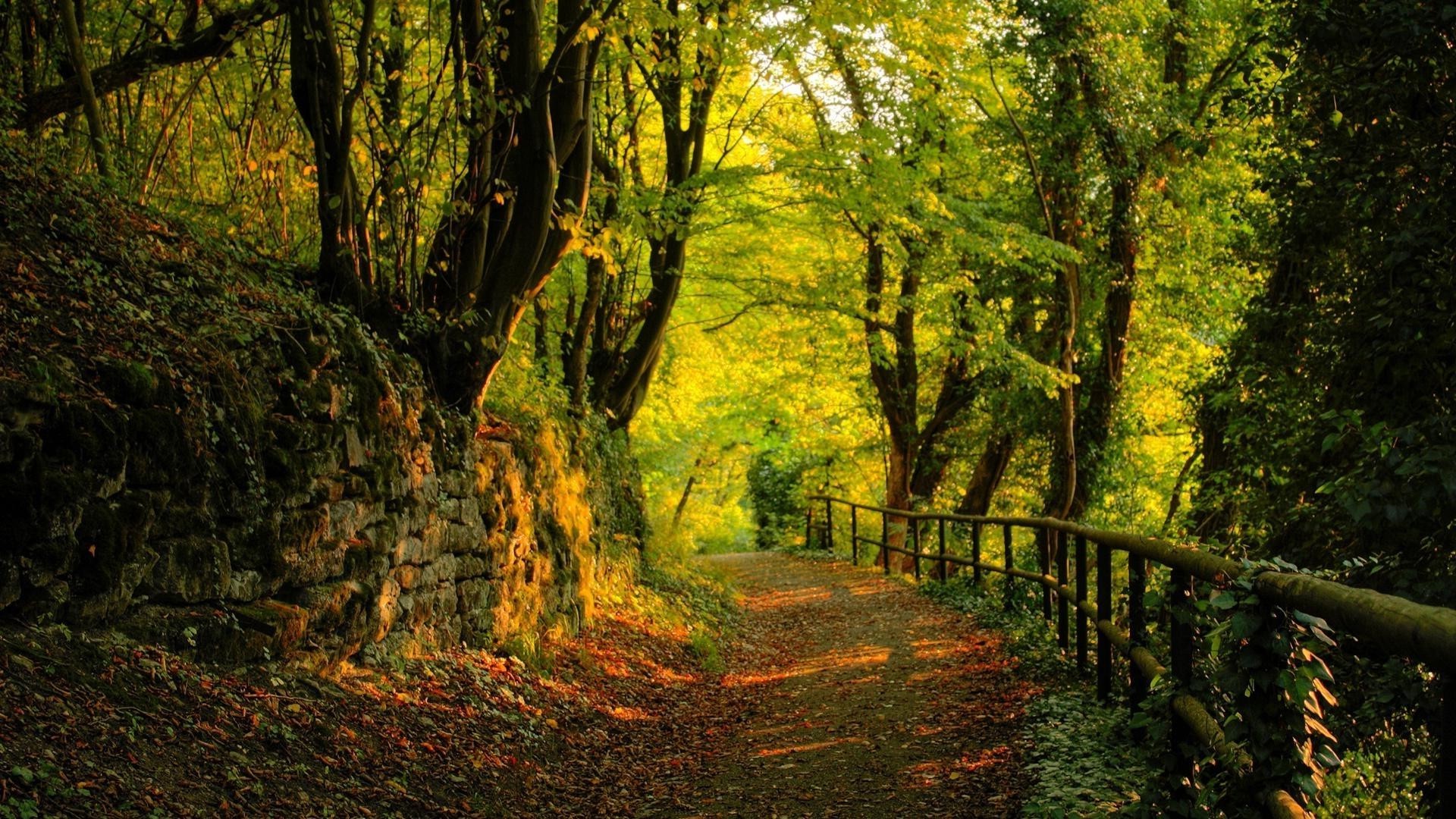 wald holz herbst blatt baum landschaft natur park landschaftlich führung üppig im freien gutes wetter fußweg umwelt spur landschaften dämmerung wandern saison