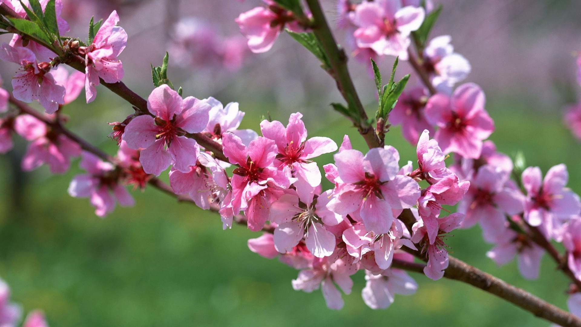 the flowers on the trees flower tree cherry branch garden nature flora blooming petal bud growth leaf floral springtime season apple outdoors delicate close-up