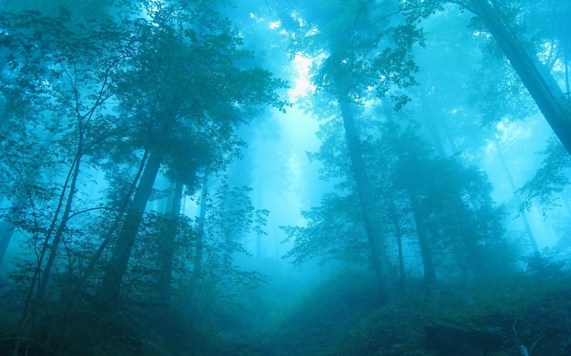 floresta desktop água ambiente natureza debaixo d água luz