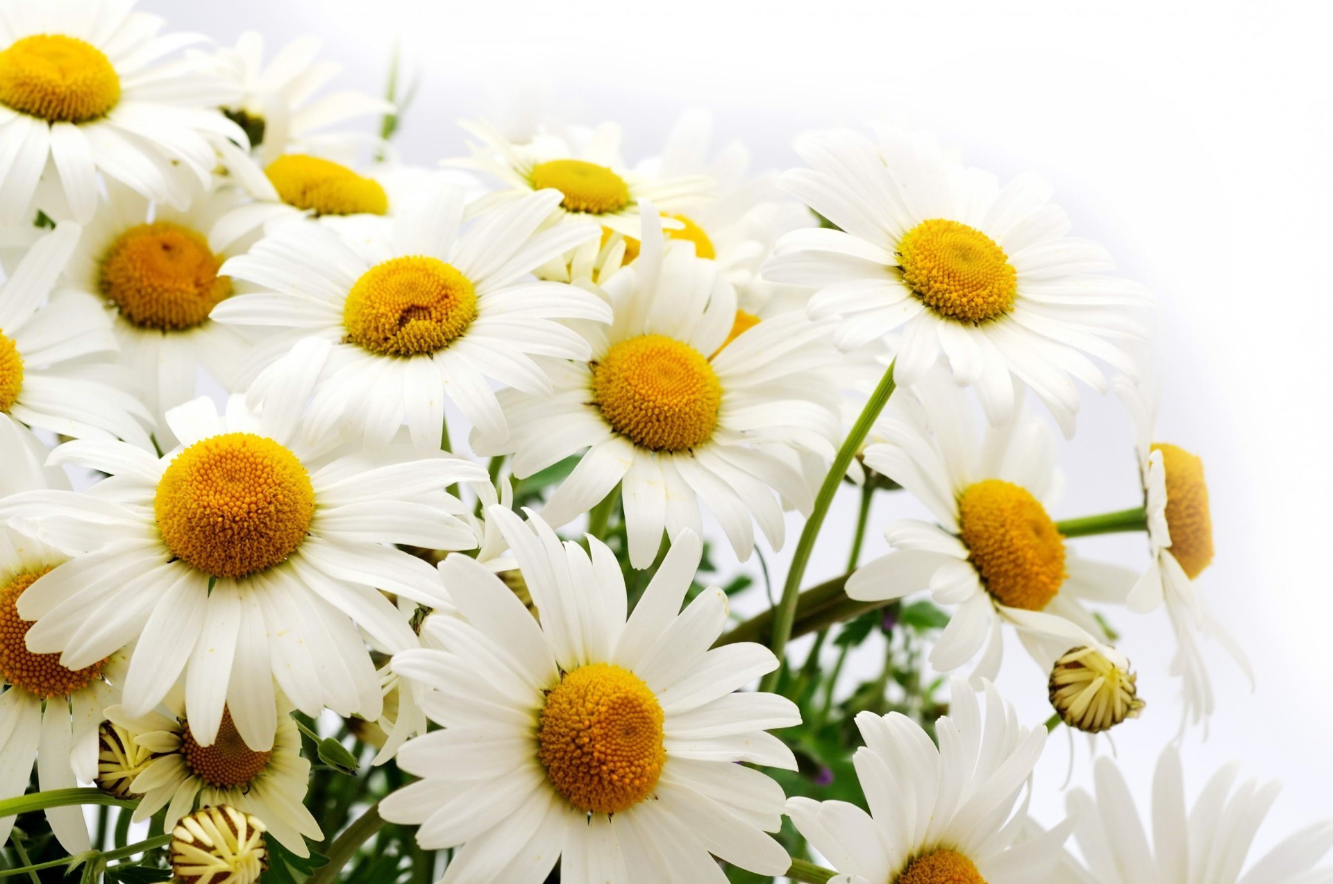 chamomile nature flower summer flora color leaf floral garden bright petal beautiful close-up desktop season