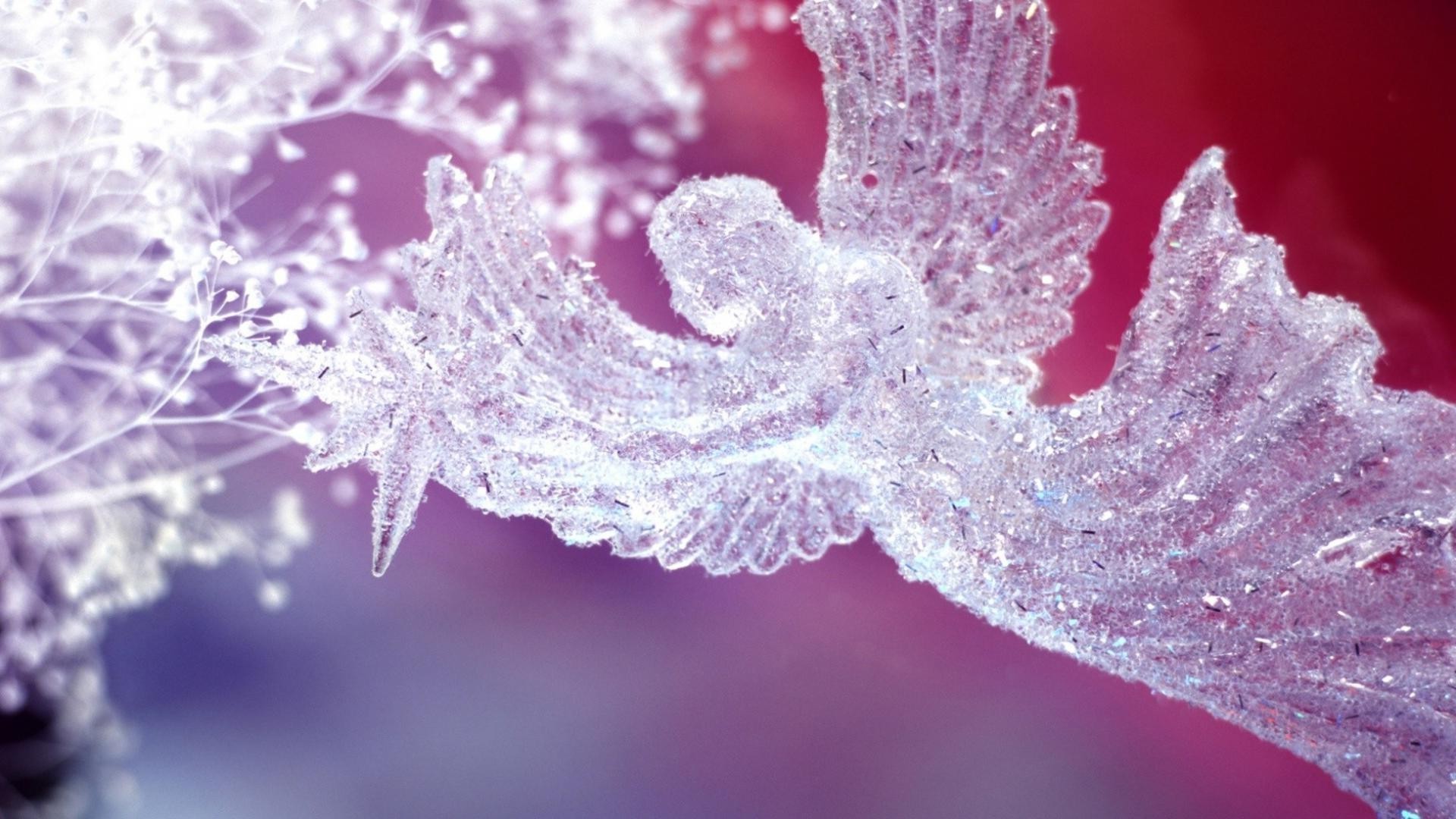 angels nature frost winter season flora desktop snow close-up flower crystal color outdoors bright cold christmas