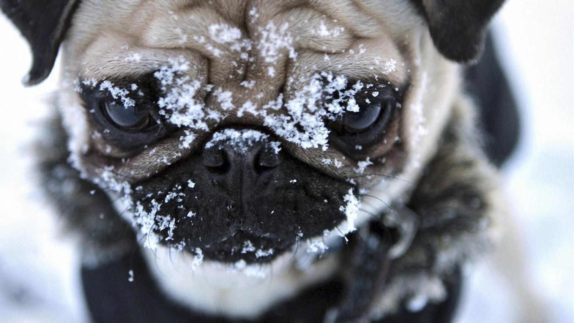 hund porträt niedlich wenig hund tier gesicht säugetier natur schokolade studio ein haustier süß jung auge