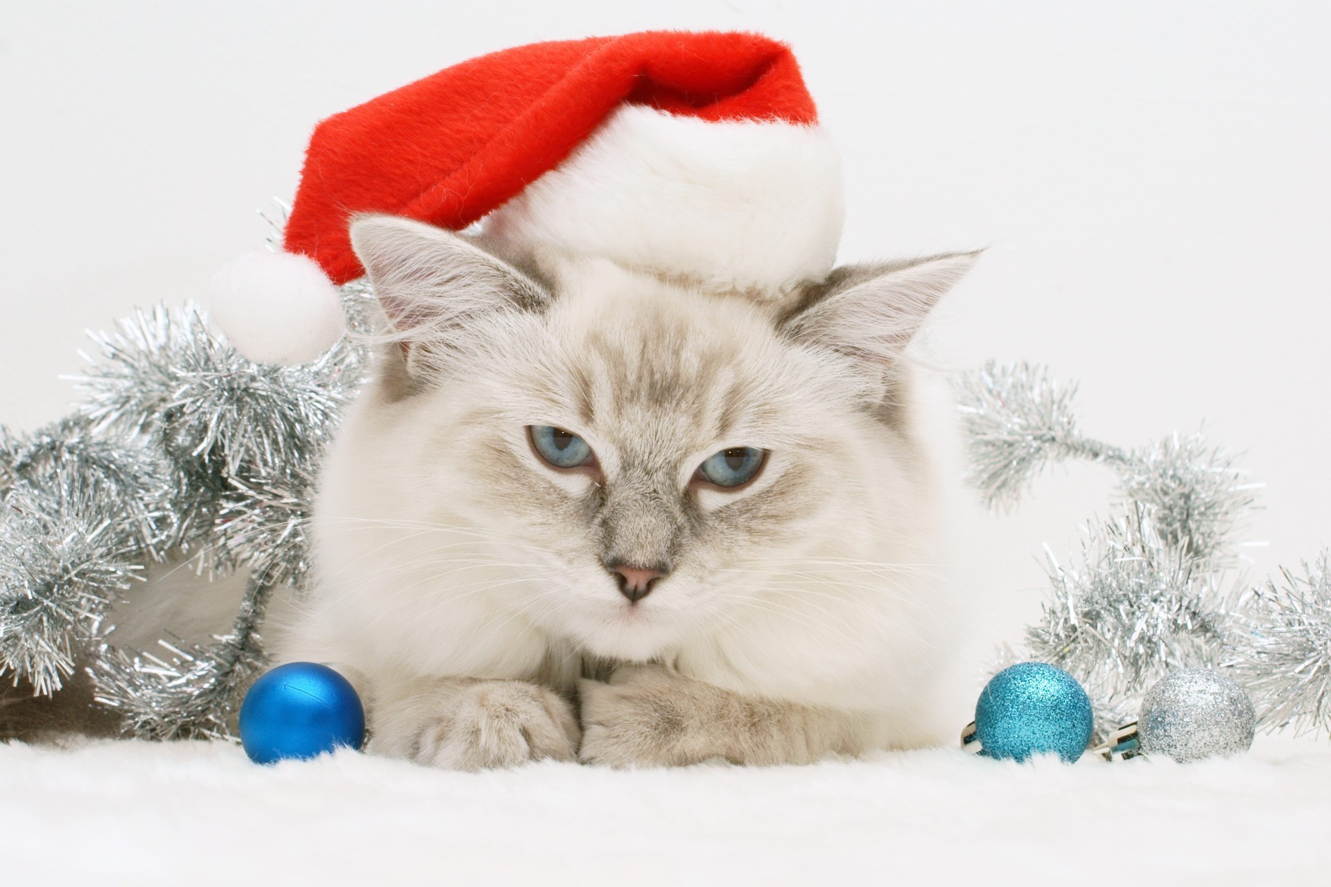 año nuevo invierno navidad lindo pequeño piel doméstico nieve abajo animal mascota