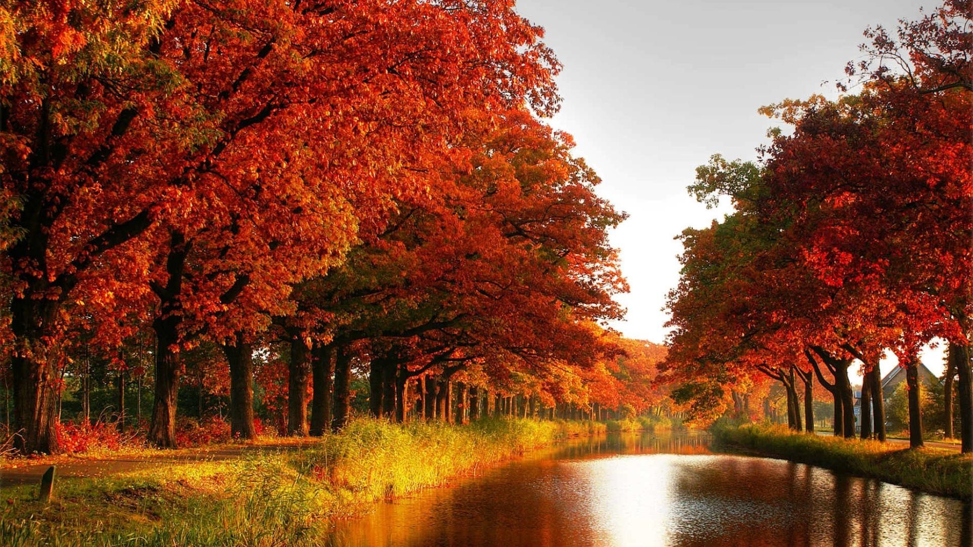 ríos estanques y arroyos estanques y arroyos otoño hoja árbol madera naturaleza al aire libre amanecer paisaje arce parque brillante buen tiempo rama temporada escénico