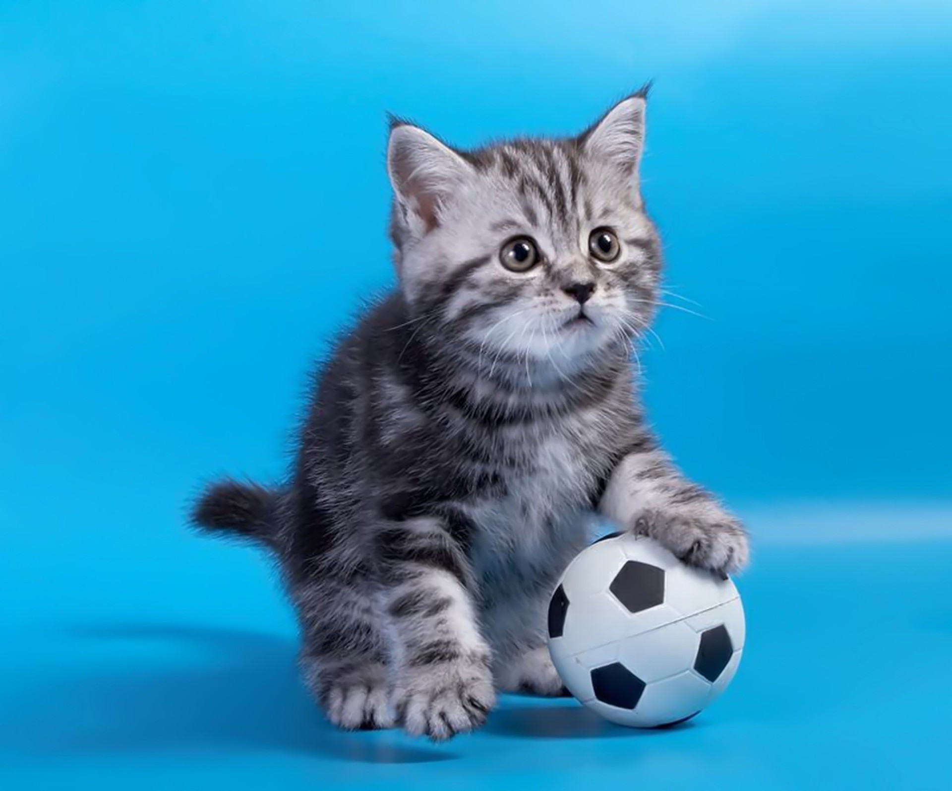 katze katze kätzchen inländische niedlich haustier fell wenig tier jung säugetier liebenswert spiel porträt ball tabby sitzen lustig flauschig flaumig auge