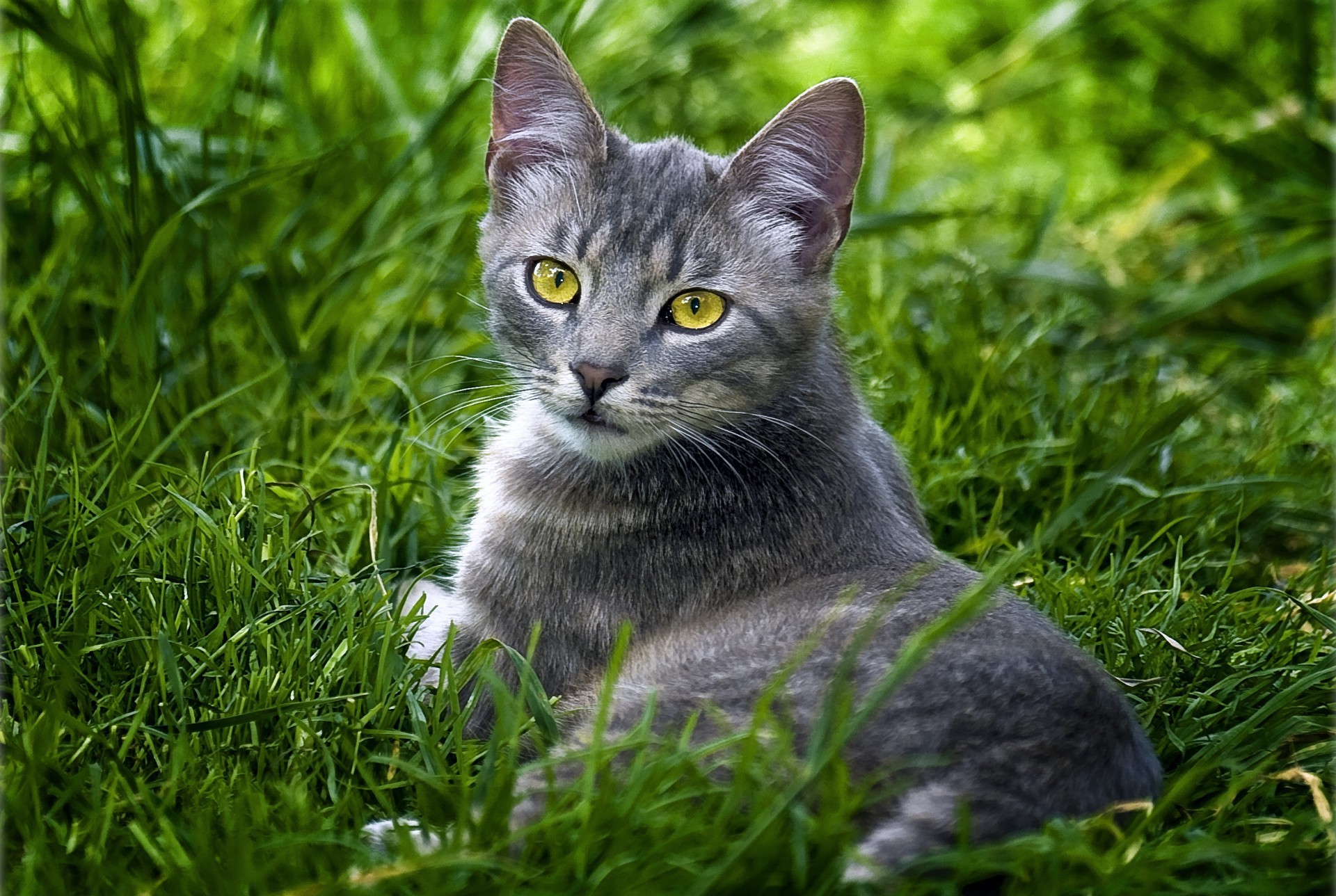 gatti erba carino gatto natura animale pelliccia domestico gattino occhio giovane piccolo animale domestico grigio ritratto