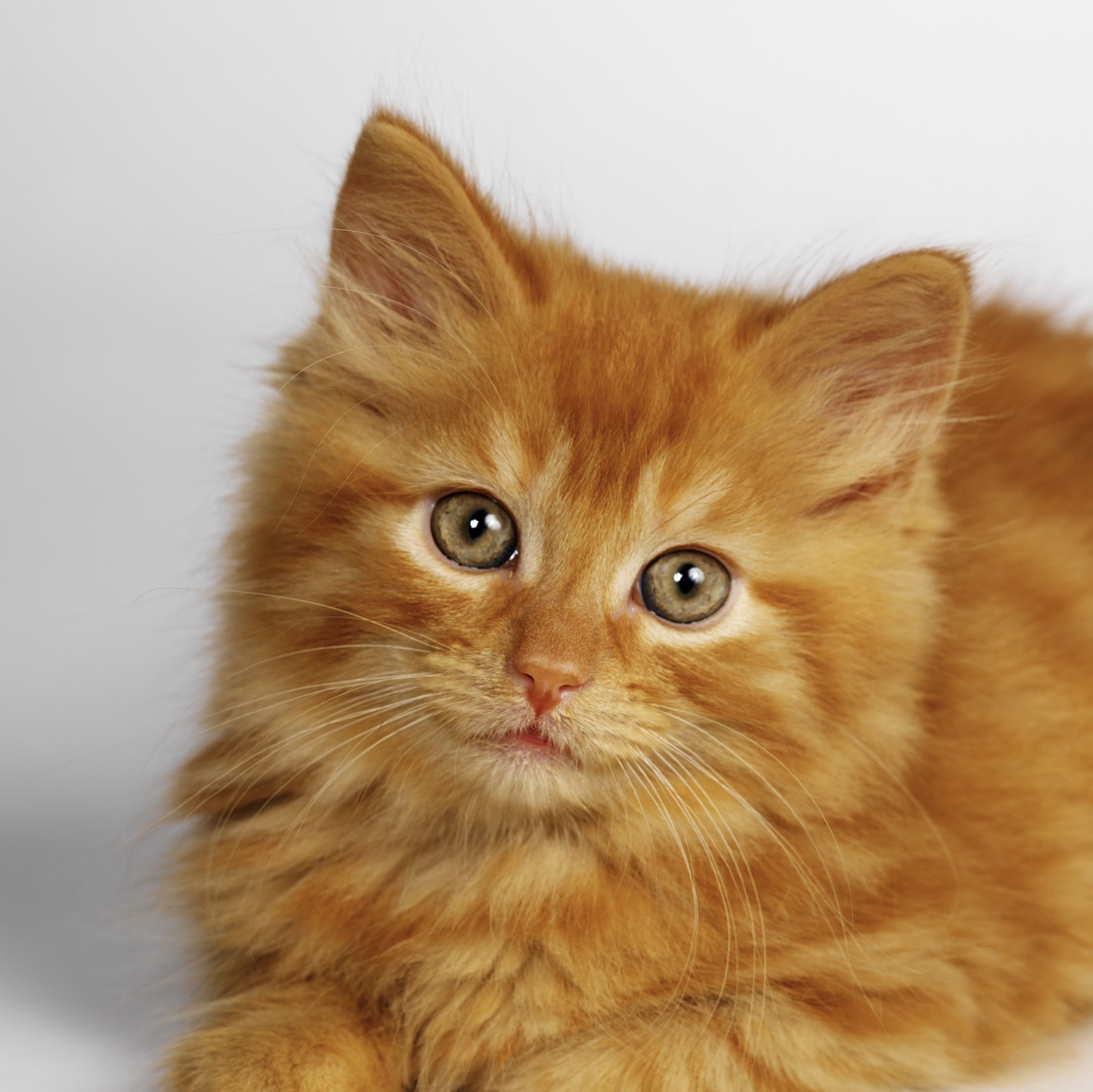 gatos gato fofa gatinho pele animal de estimação mamífero doméstico bigode olho animal retrato pouco para baixo jovem tabby ver sentar engraçado fofo cabelo