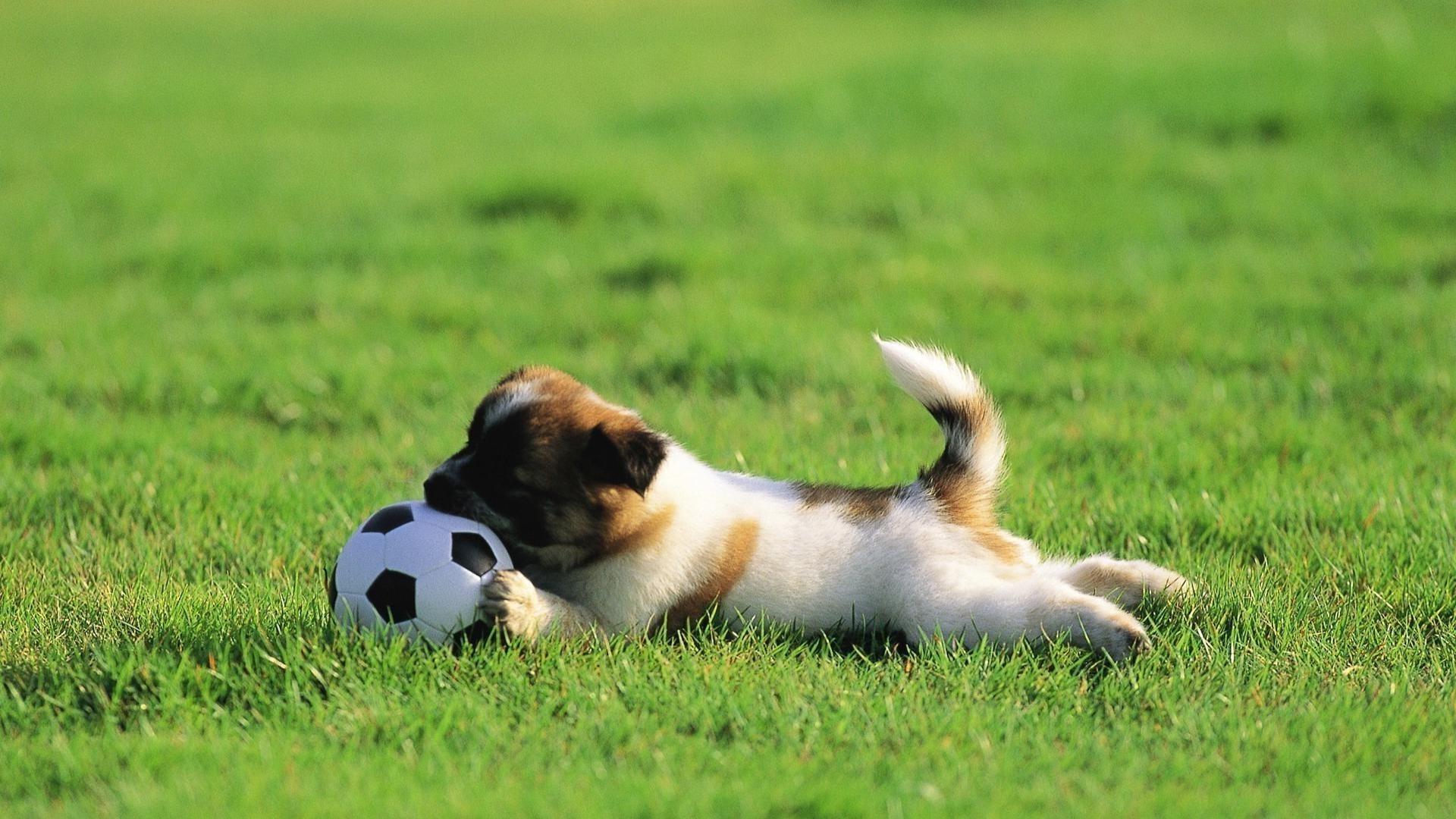 perros hierba perro mamífero animal campo perro mascota lindo cachorro heno raza joven pedigrí