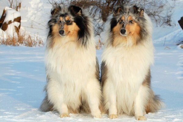 Two fluffy dogs in the snow