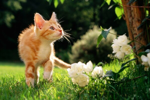 A cat on the grass by a tree with flowers