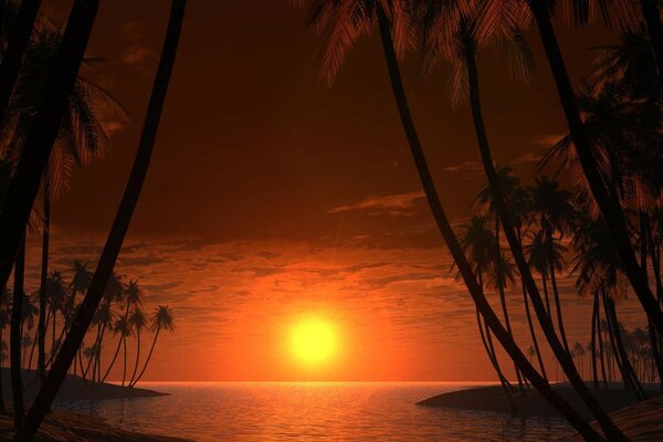 Lindo pôr do sol com praia e palmeiras