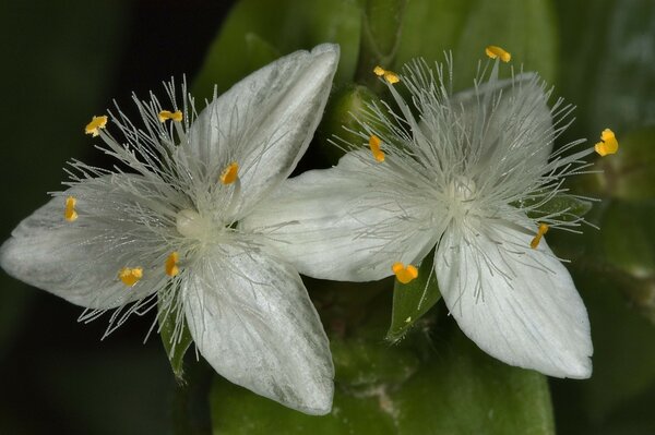 Schöne weiße Blumen im Freien