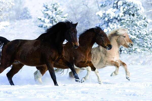 Cavalo de três cavalos begutiel