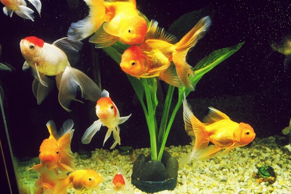 Golden fish in the aquarium