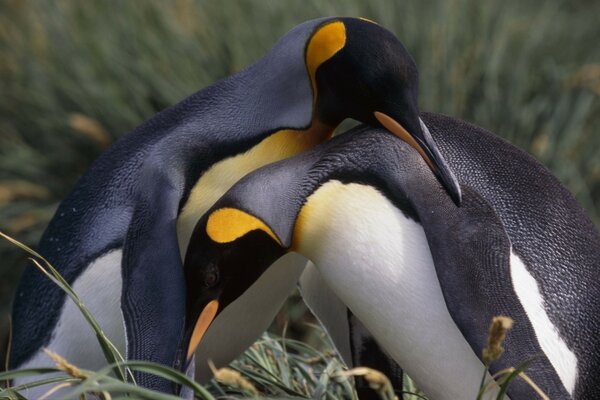 Dos hermosos pingüinos en la naturaleza