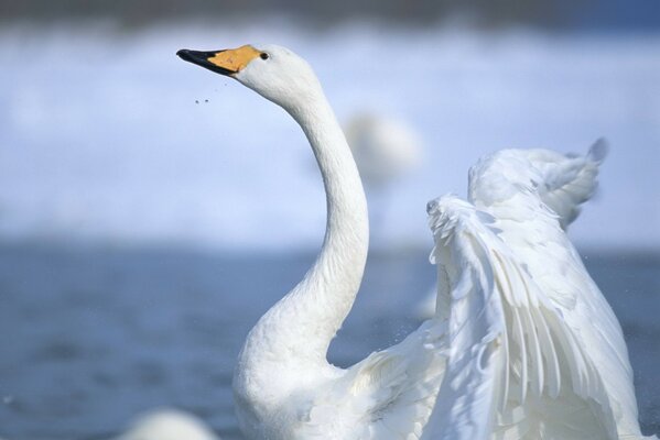 Spread his wings, a swan on the lake