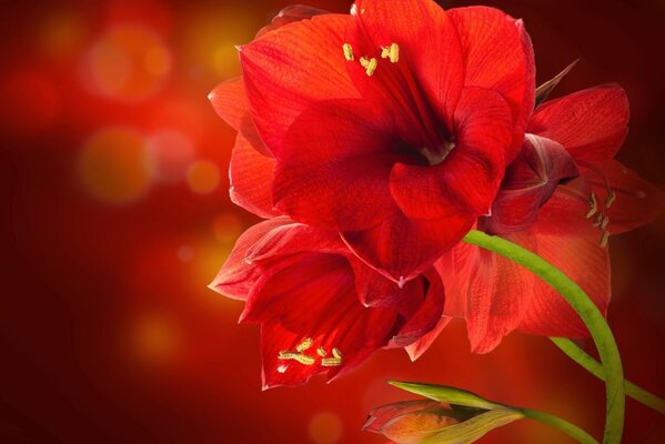 A red flower on a green stem