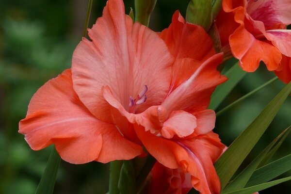 Gros plan d une fleur rouge