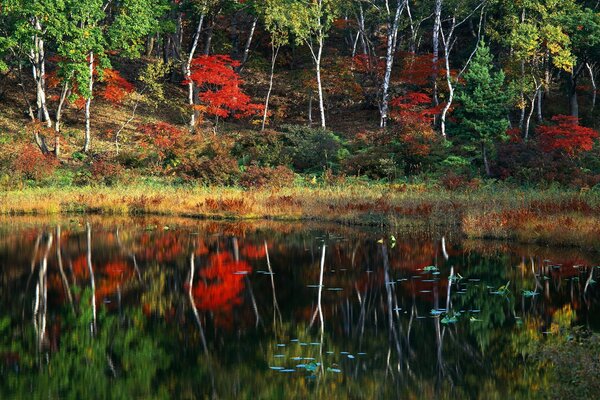 Foresta che si riflette nell acqua