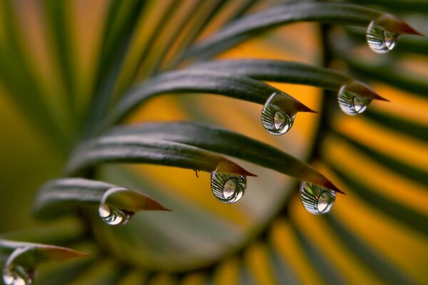 Palmera al atardecer con gotas transparentes