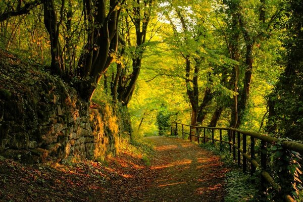 Camino entre los árboles en el bosque de otoño