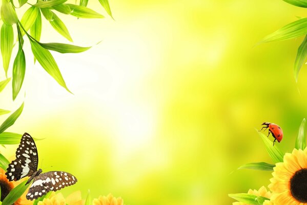 Butterfly and ladybug on sunflowers