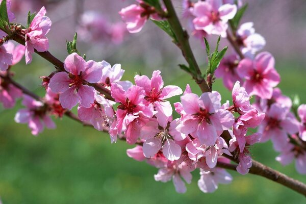 Flor de cerezo sobre un fondo de hierba verde