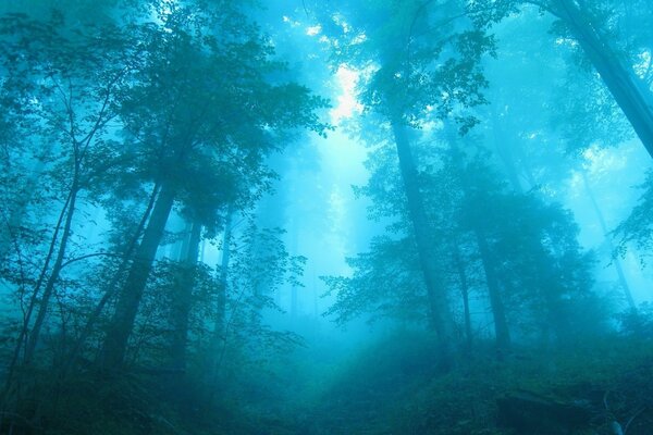 Fabulous dense forest in the fog