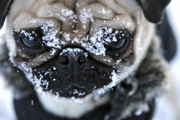 Cute pug clearly does not like winter