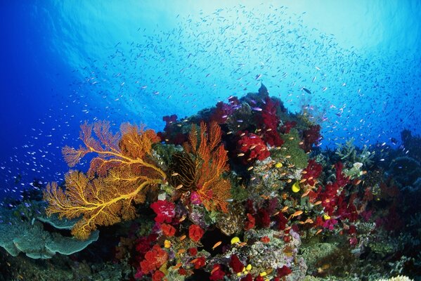 रंगीन प्रवाल भित्ति और बहुत सारी मछलियाँ