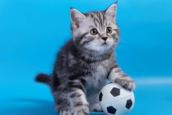 Chaton gris avec ballon de football