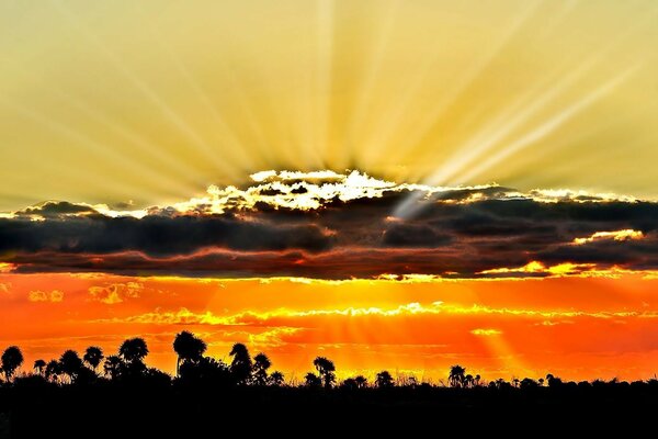 Orange sunset with clouds and trees